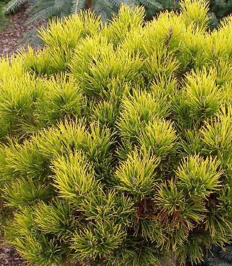 Pinus mugo  'WINTER GOLD'